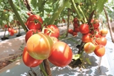 Kỹ thuật trồng cà chua sao đỏ 719